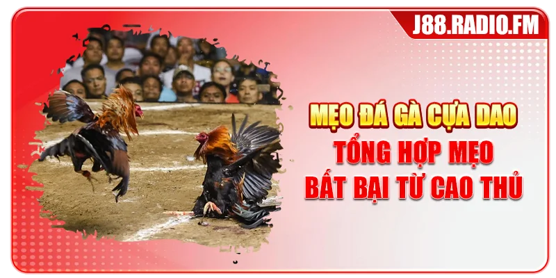 Mẹo Đá Gà Cựa Dao – Tổng Hợp Mẹo Bất Bại Từ Cao Thủ