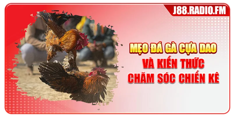 Mẹo đá gà cựa dao và kiến thức chăm sóc chiến kê